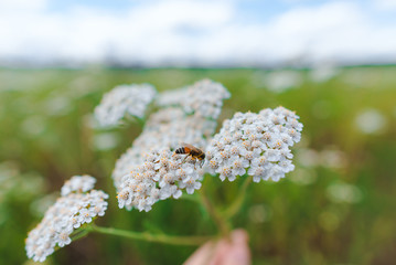 Beetle on a white Daisy in the field in summer
