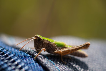 Green grasshopper on fabric