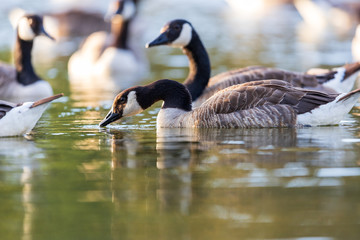 Closeup of Group of Canada geese Branta canadensis swimming on lake