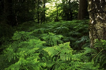 forest in forest