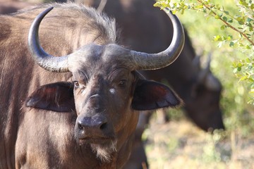 un grand buffle noir en Afrique du sud