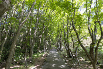 Walk path surrounded with tree in valley.