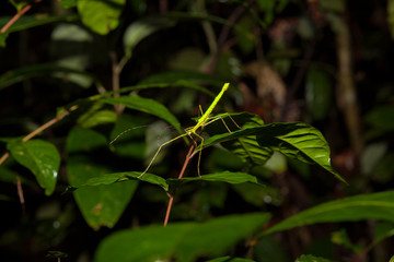 Stick insect at night in rainforest borneo