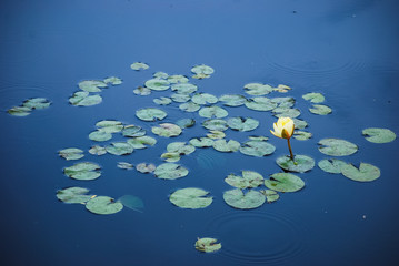Obraz na płótnie Canvas water lilies in pond