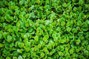 background of green leaves