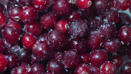 lots of fresh frozen cranberries pile on the table