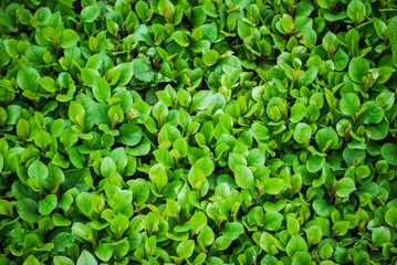 background of green leaves
