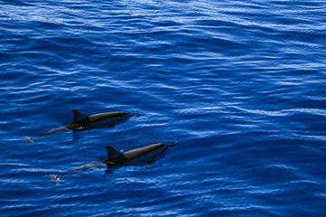 Obraz premium two dolphins in the sea