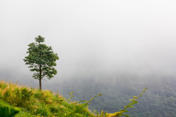 A tree on slope hill , it has mist background at morning at Kaokho Thailand