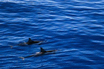 Fototapeta premium dolphin in blue water