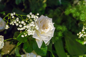 White rose blossoms, focus selective.