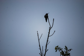 silhouette of a bird
