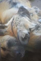 hyenas at the zoo