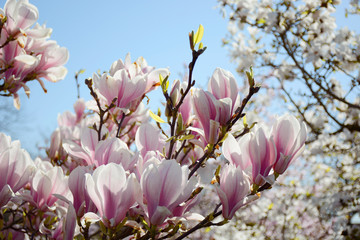 Close up blossom branch on sunny day