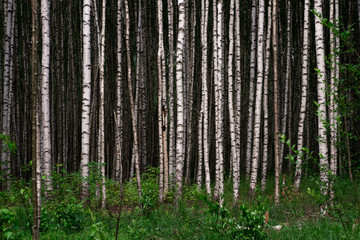 Many trunks of birches in the forest