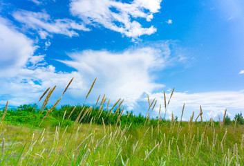 Sunny summer field with blue sky, clouds and green grass