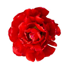 Red beautiful peony flower head isolated on white background.