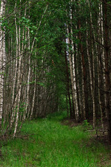 The road going away in the birch forest