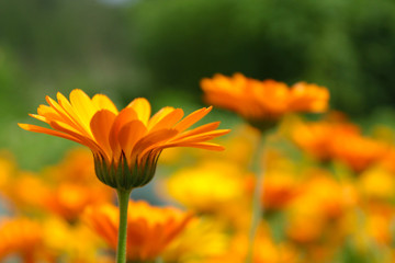 Orange Pot Marigold flowers on blur meadow background. Calendula officinalis medicinal plant.