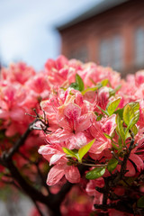 Cherry blossom, pink sakura flowers bloomed on a branch in front of a Former Hokkaido Government Office Building, a red brick office, Sapporo, Japan.