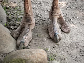 Zelfklevend Fotobehang Snapshot of an Ostrich's Feet © done4today