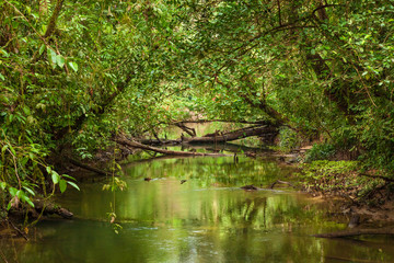 Fototapeta na wymiar Lush forest scene in Borneo Malaysia