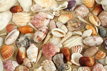 Sea shells and mussels on the sand