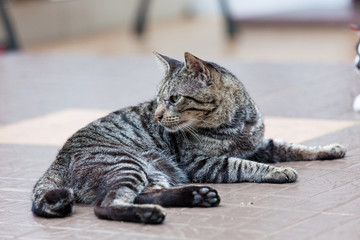 Adult grey tabby cat outside