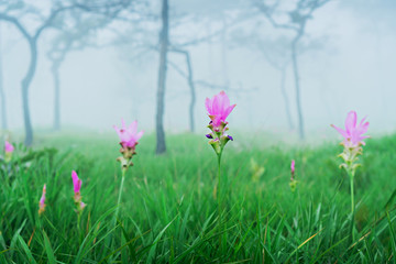 Fototapeta premium Dok Krachiao Siam Tulip flower field , selective focus (detailed close-up shot)
