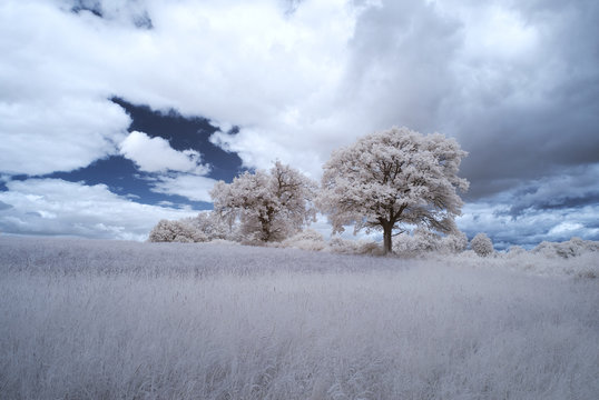 infrared landscape with trees and blue sky