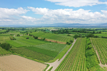 Fototapeta na wymiar aerial view vineyard scenery at Kaiserstuhl Germany