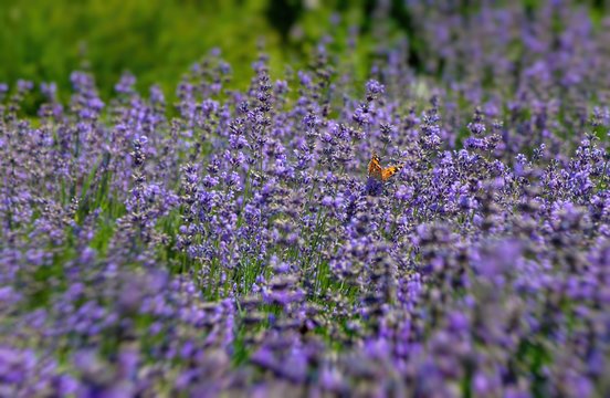 Vanessa cardui butterfly in lavender flowers macro insect nature close up 