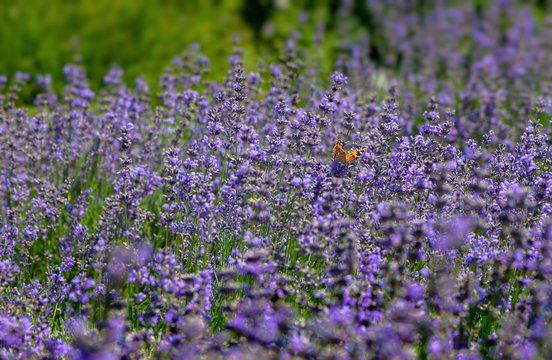 Vanessa cardui butterfly in lavender flowers macro insect nature close up 