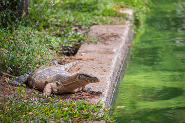 Water monitor in Lumpini Park, Bangkok, Thailand