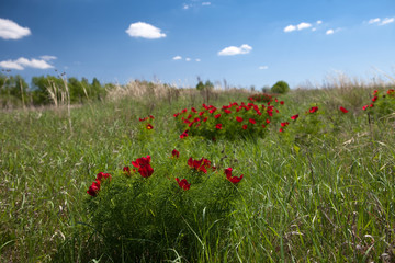 A few days a year steppes painted scarlet flowers of wild narrow-leaved peony.