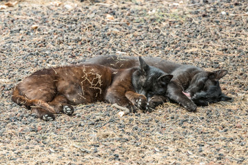 Two feral cats having a good time near the Caleta beach in La Gomera Island. Couple sleeps sweetly, basking on porous lava pebbles. The shot is made from a long distance with a long-focus lens.