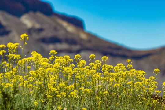 Beautiful endemic yellow flower flixweed -Descurainia bourgaeana. Selective focus. Natural blurred mountains and clear blue sky in the background. National Park Teide, Tenerife.. Canary Islands, Spain