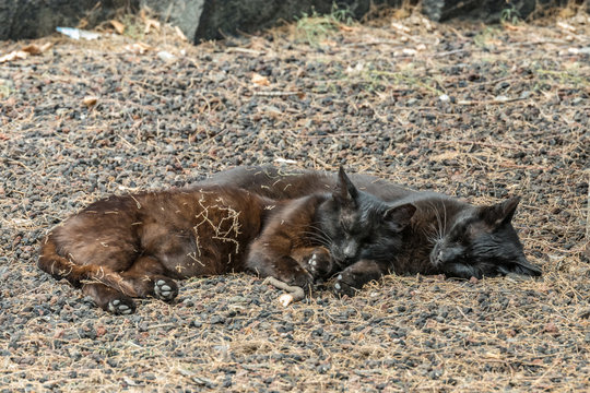 Two feral cats having a good time near the Caleta beach in La Gomera Island. Couple sleeps sweetly, basking on porous lava pebbles. The shot is made from a long distance with a long-focus lens.