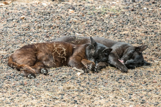 Two feral cats having a good time near the Caleta beach in La Gomera Island. Couple sleeps sweetly, basking on porous lava pebbles. The shot is made from a long distance with a long-focus lens.