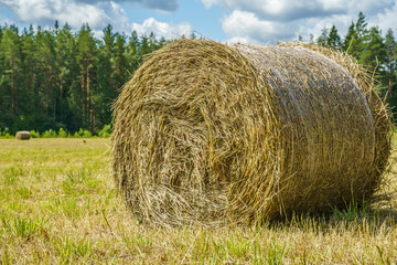 hay roll on a grass field on a sunny day