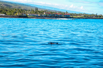 view of an island of hawaii with dolphins