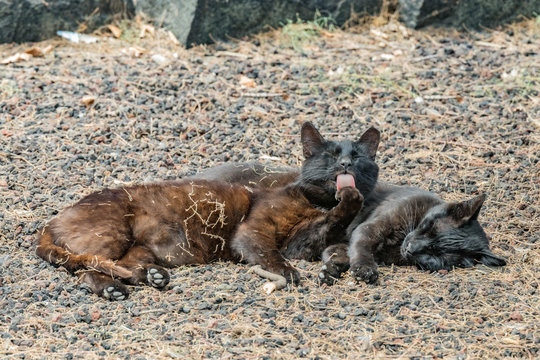 Two feral cats having a good time near the Caleta beach in La Gomera Island. Female cat licking paw, basking on porous lava pebbles. The shot is made from a long distance with a long-focus lens
