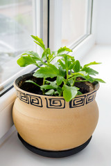 kalanchoe laciniata flower in a clay brown pot on a windowsill