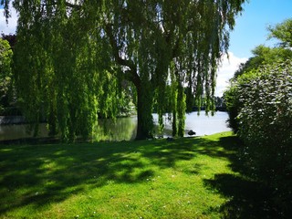 Weeping willow near a canal in a green park in Bruges, Belgium