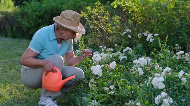 Mature woman caring for flowers in the garden and watering them