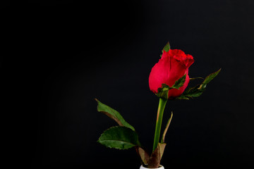 red rose on black background