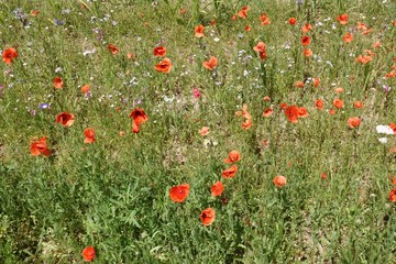 Mohnblumen auf einer Wiese