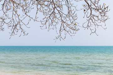 Dry branches on a sea background.