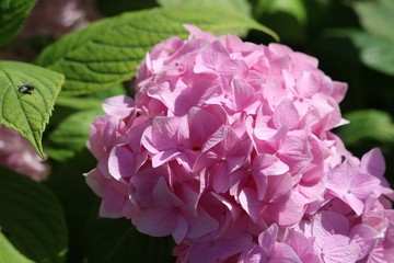 Hortensia