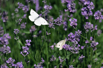 butterfly with open wings over lavender flowers